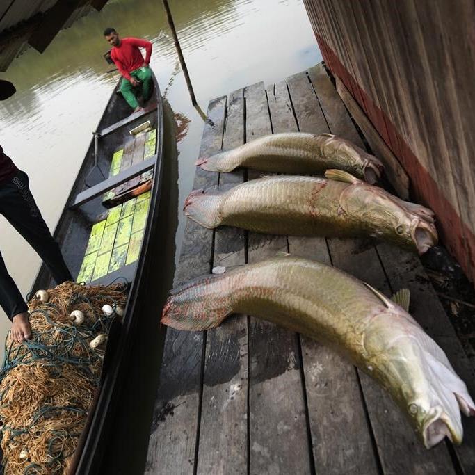 Severe droughts threaten the sustainable catch of the Amazon's giant fish